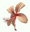 bunga.gif (5411 bytes)